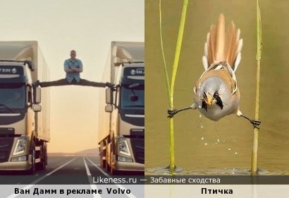 Жан-Клод Ван Дамм в рекламе Volvo и птица