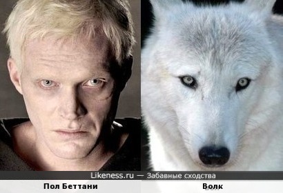 Пол Беттани и волк