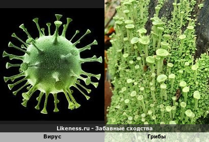 Вирус напоминает грибы