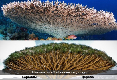 Кораллы напоминают дерево