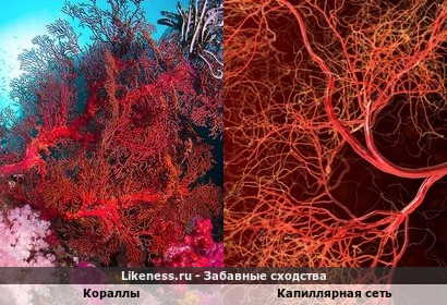 Кораллы напоминают капиллярную сеть