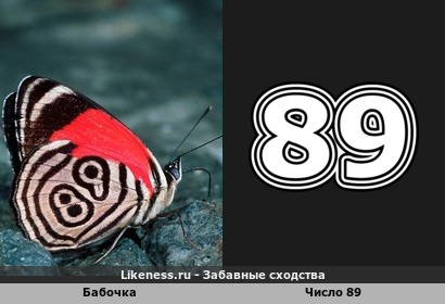 Бабочка напоминает число 89