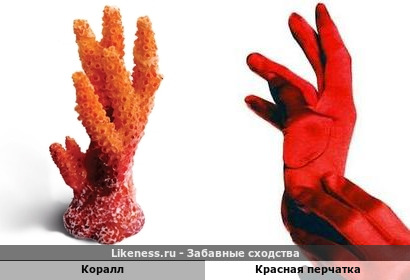 Коралл напоминает красную перчатку