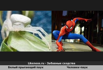 Белый прыгающий паук и Человек-Паук обыкновенный