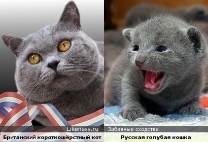 Британский короткошёрстный кот похож на русскую голубую кошку