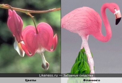 Цветы похожи на фламинго