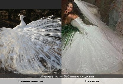 Белый павлин похож на невесту