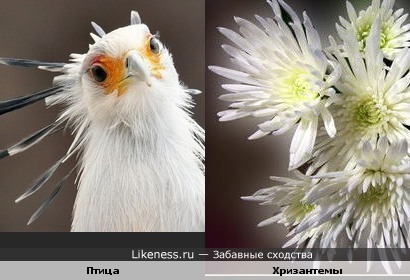 Птица похожа на хризантемы