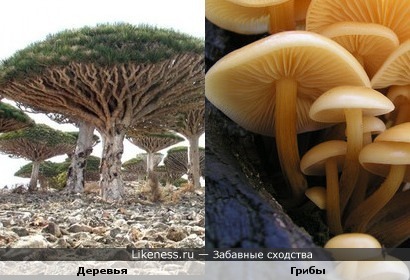 Деревья похожи на грибы