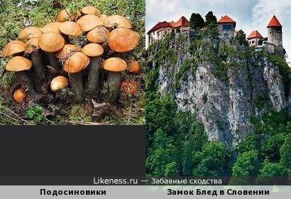 Замок Блед в Словении похож на подосиновики