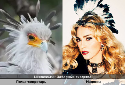 Мадонна напоминает Птицу-Секретарь