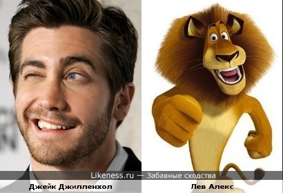 Джейк Джилленхол похож на льва Алекса