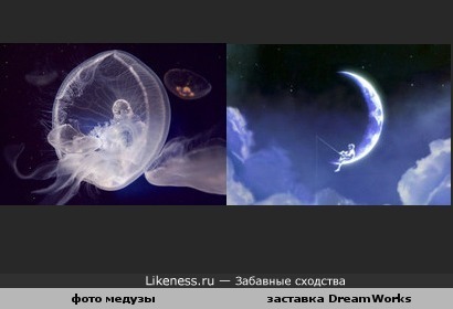 Фото медузы сразу напомнило заставку кинокомпании DreamWorks