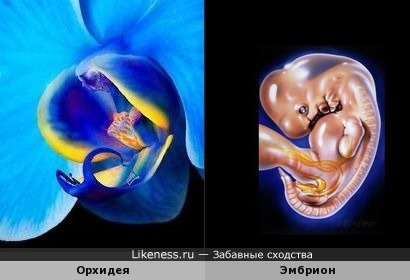 Часть цветка орхидеи напоминает эмбрион