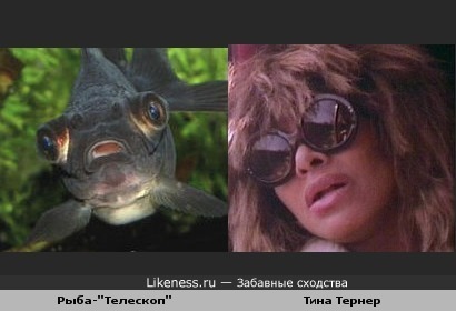 Рыба-&quot;Телескоп&quot; и Тина Тернер