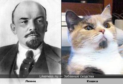 Кошка похожа на Ленина