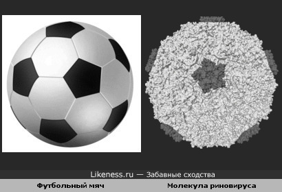 Футбольный мяч похож на риновирус