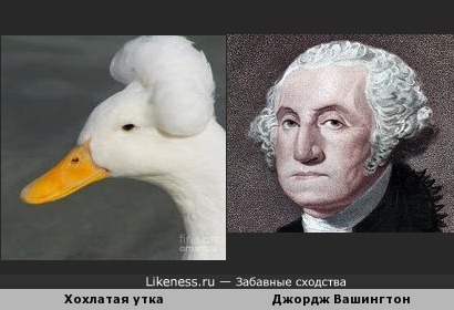 Утка похожа на президента Джорджа Вашингтона