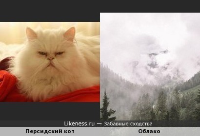 Персидский кот и облако
