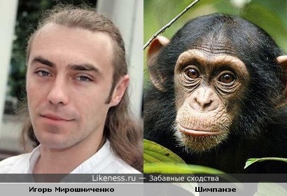 Игорь Мирошниченко похож на шимпанзе