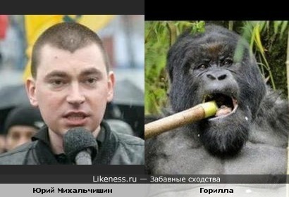 Юрий Михальчишин похож на гориллу