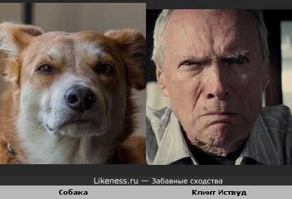 Собака похожа на Клинта Иствуда