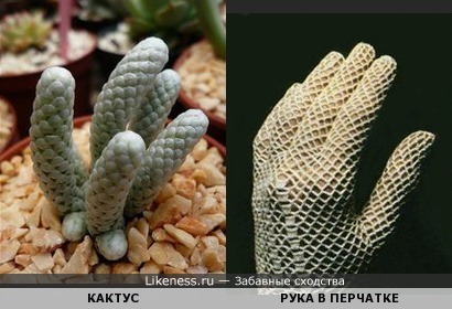Кактус Avonia papyracea похож на руку в вязаной перчатке