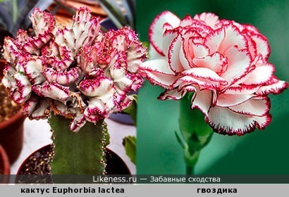 Цветок кактуса Euphorbia Lactea похож на гвоздику