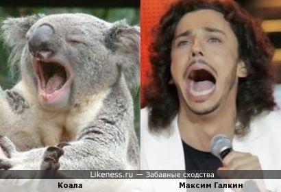 Максим Галкин и коала.