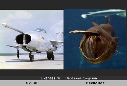 Самолёт Як-36 и рыба веслонос
