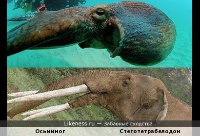 Осьминог похож на голову слона