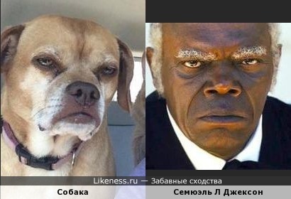 Собака напоминает Семюэля Л.Джексона