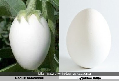Белый баклажан напоминает куриное яйцо