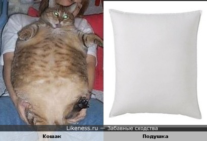 Кошак похож на подушку