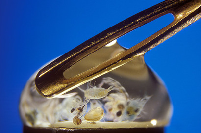 Планктон в капле морской воды, рядом с игольным ушком