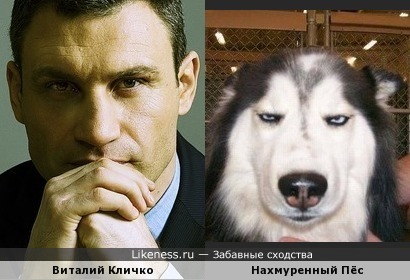 Виталий Кличко похож на нахмуренного пса