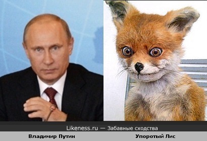 Владиимир Путин похож на Упоротого лиса
