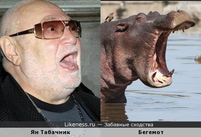 Ян Табачник, бегемот
