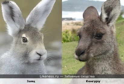 Заяц и кенгуру похожи