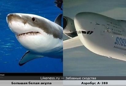&quot;Улыбки&quot; акулы и самолёта похожи