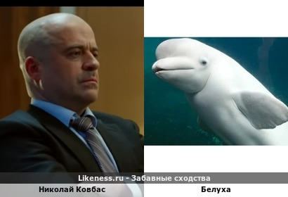 Николай Ковбас похож на Белуху