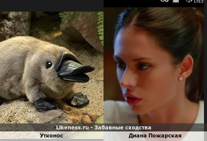 Утконос напоминает Диану Пожарскую