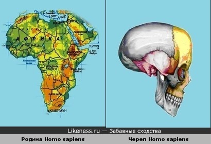 Родина Homo sapiens похожа на череп Homo sapiens