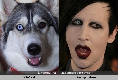 Marilyn Manson похож на хаски