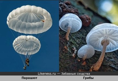 Классика жанра: купол парашюта похож на шляпку гриба, гриб похож на парашют)))