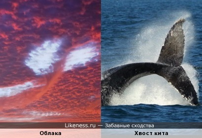 Силуэт в небе похож на хвост кита