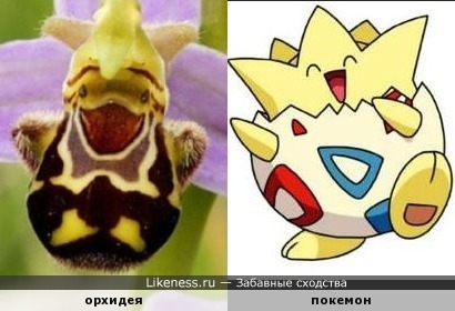 Орхидея похожа на покемона