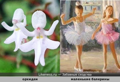 Потанцуем ) Маленькие балерины и орхидеи
