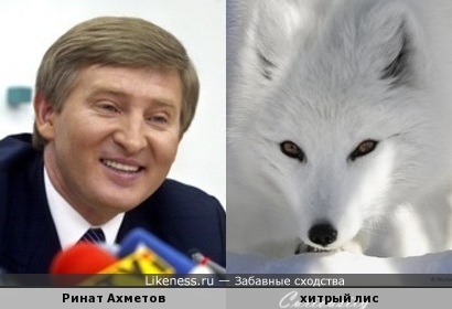 Ринат Ахметов похож на хитрого лиса (почему белого, потому, что блондин)