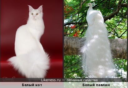 Белый кот с шикарным хвостом похож на белого павлина